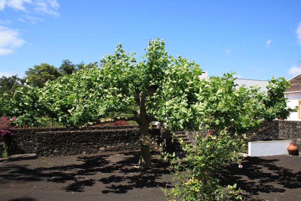 Quinta De Sao Caetano - Sao Miguel Acores Populo  Eksteriør billede